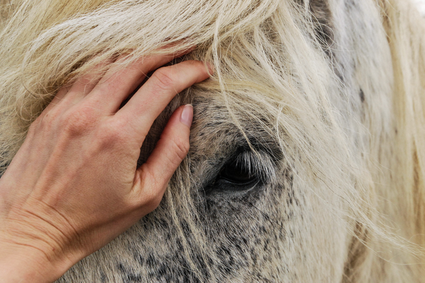 Horse with human hand Suus Bettink